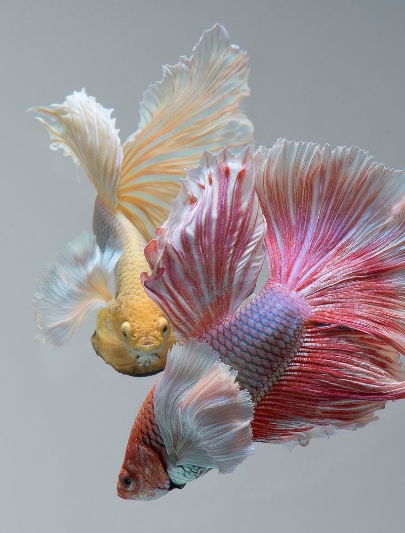 Рыбка петушок супер Дельта