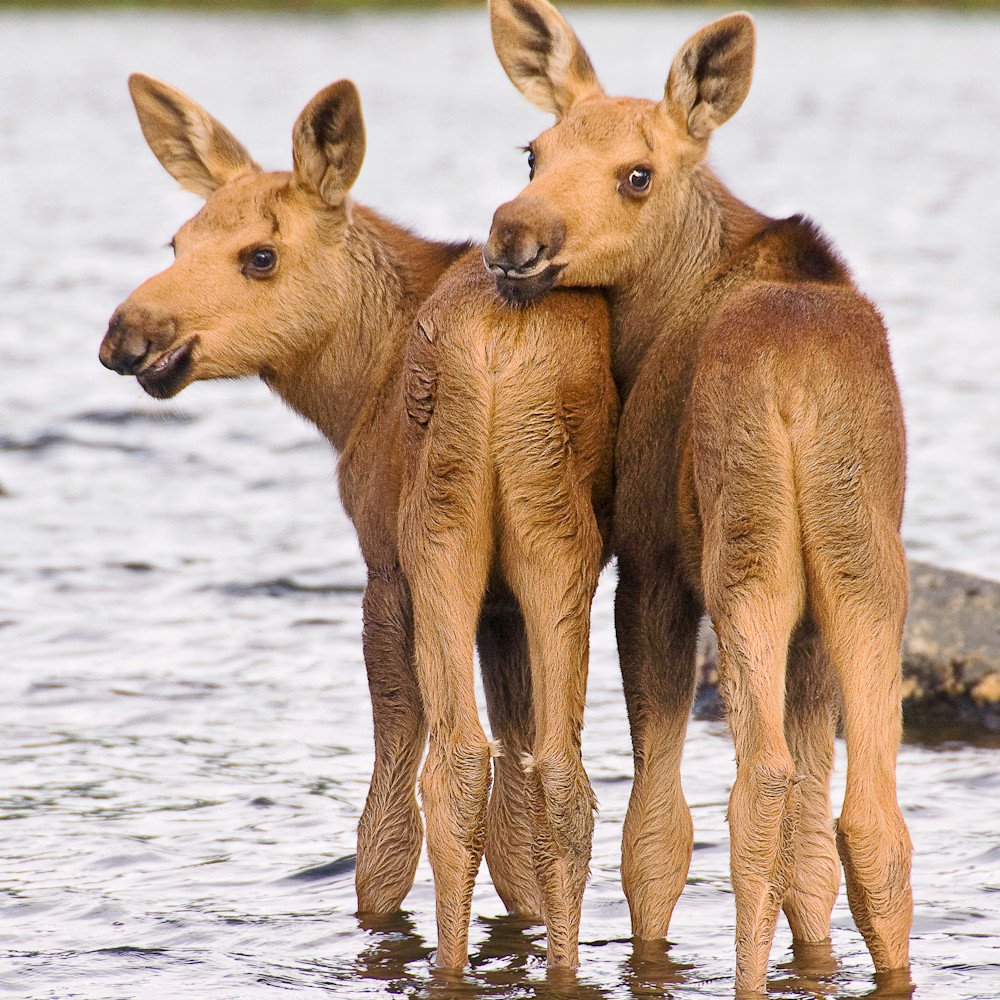 Озеро лосиха