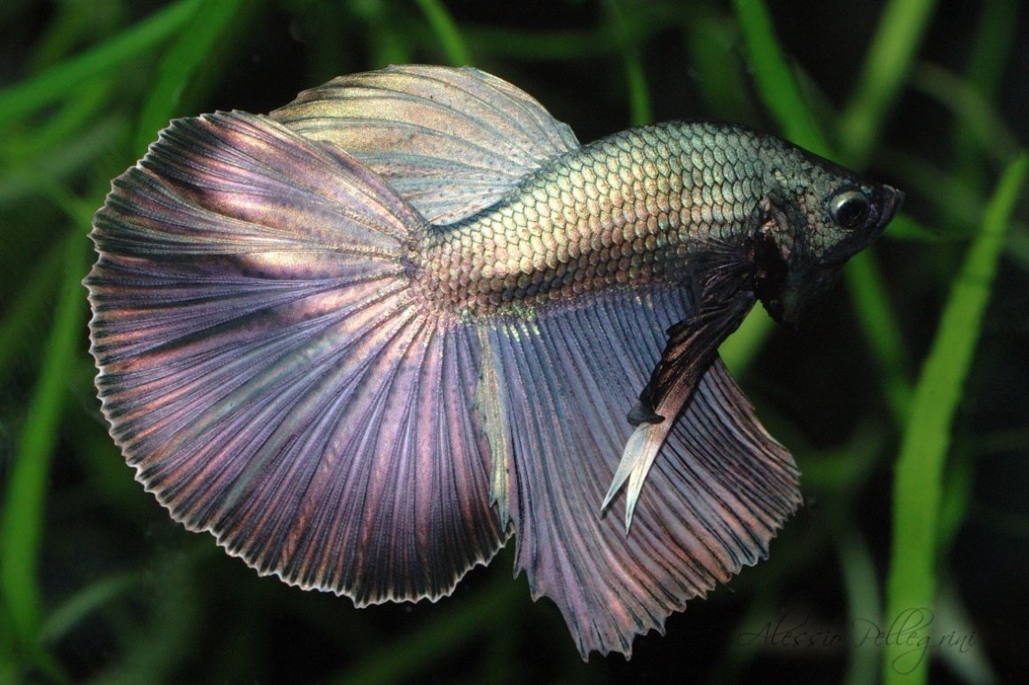 Петушки халф Мун