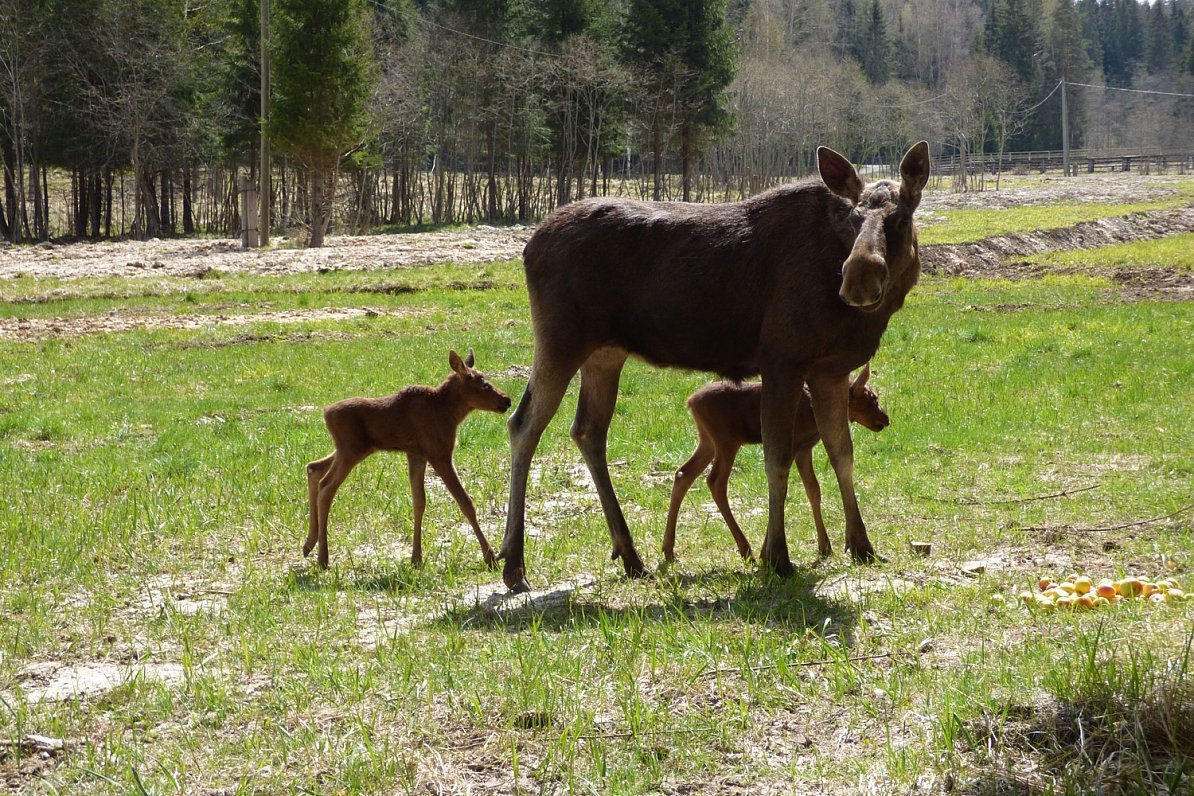 Детеныш водяного лося