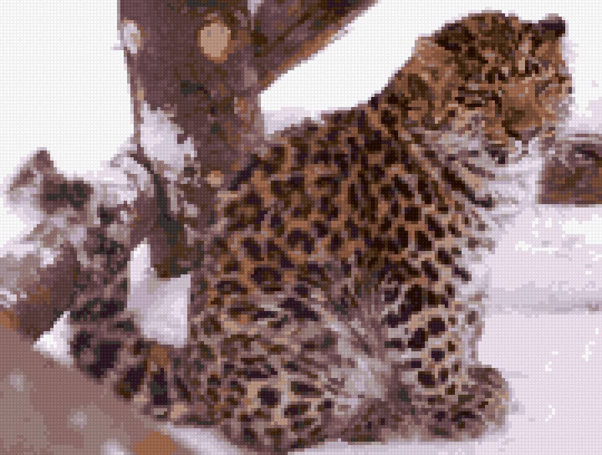 Дальневосточный леопард численность