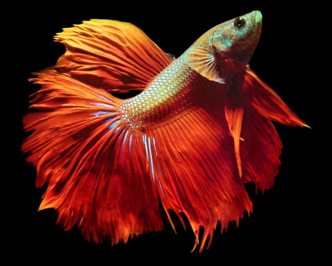 Петушок, Бойцовая рыбка бой