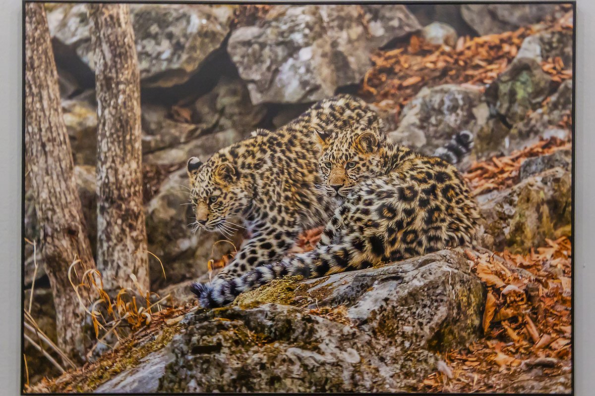 Редкий леопард Килли