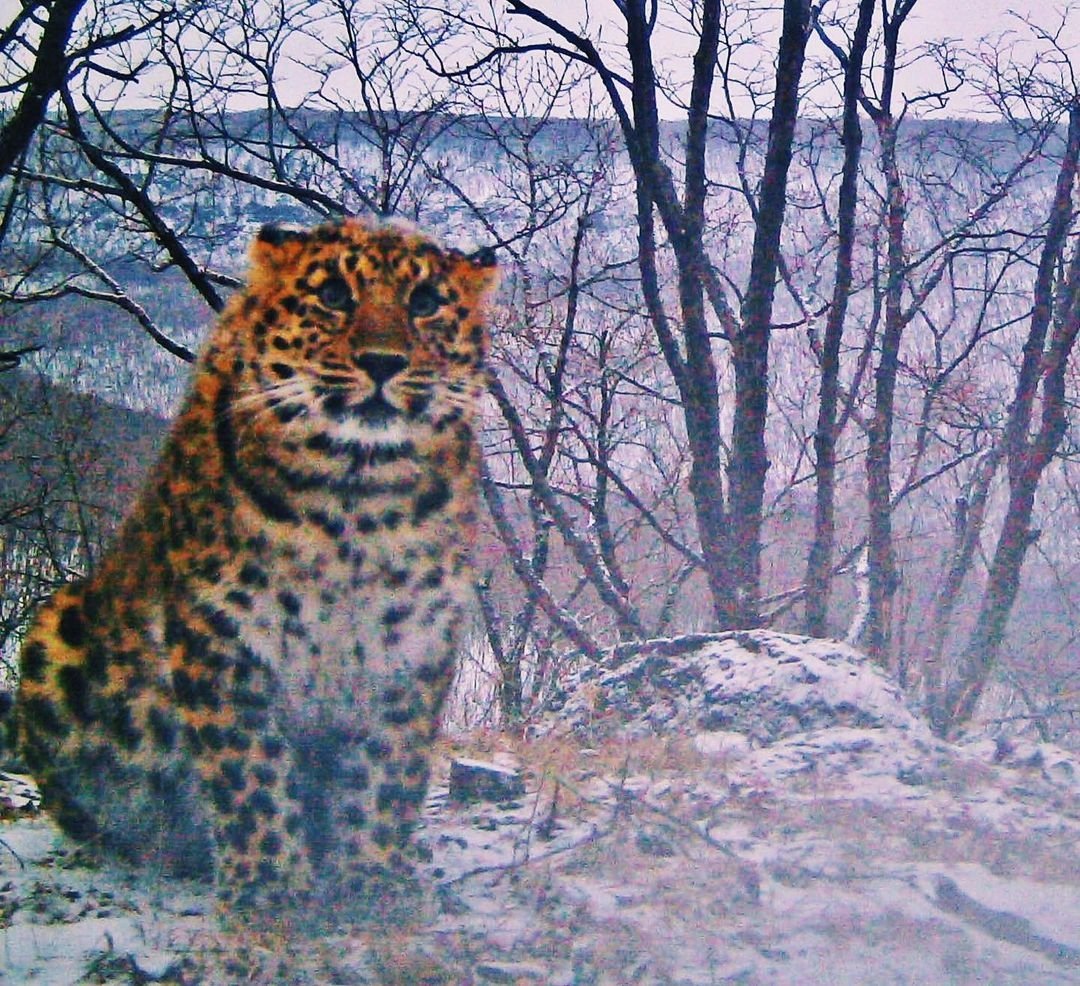 Переднеазиатский леопард детеныш