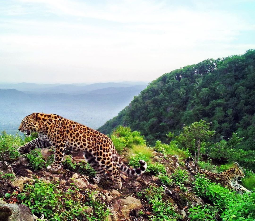 Дальневосточный леопард национальный парк земля леопарда