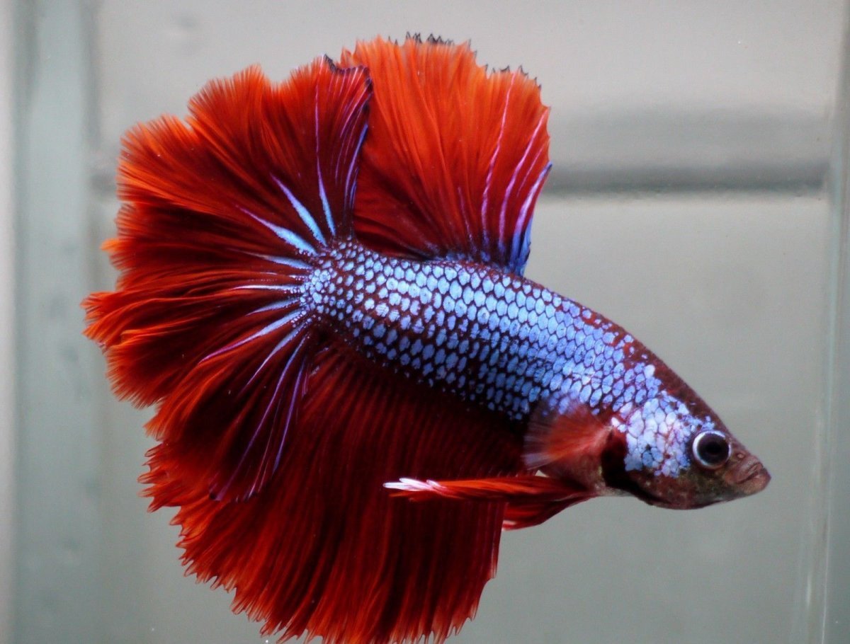 Петушок сиамский супердельта