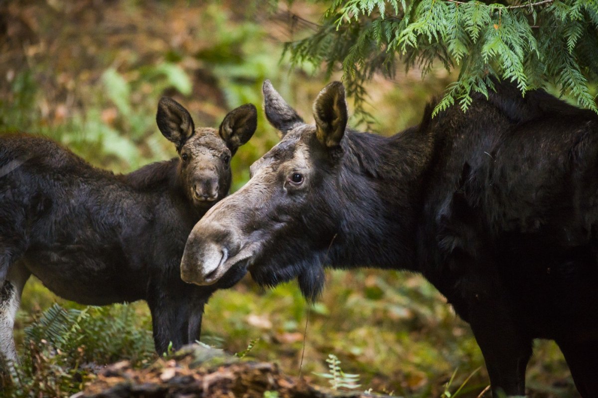 Лосенок и Олененок