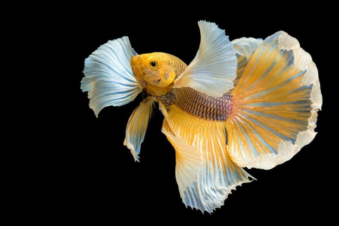 Сиамский петушок рыбка