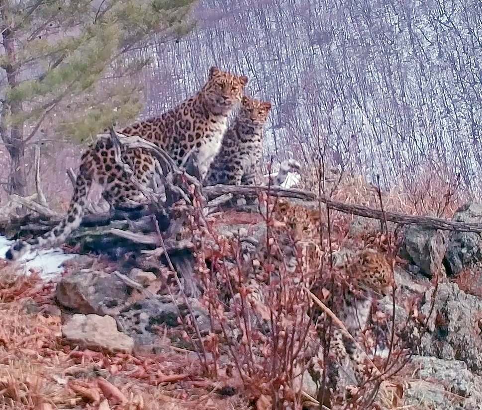 Дальневосточный леопард (Panthera pardus orientalis)