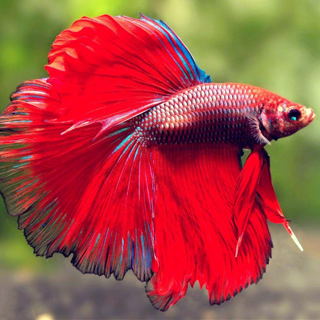 Betta splendens Delta