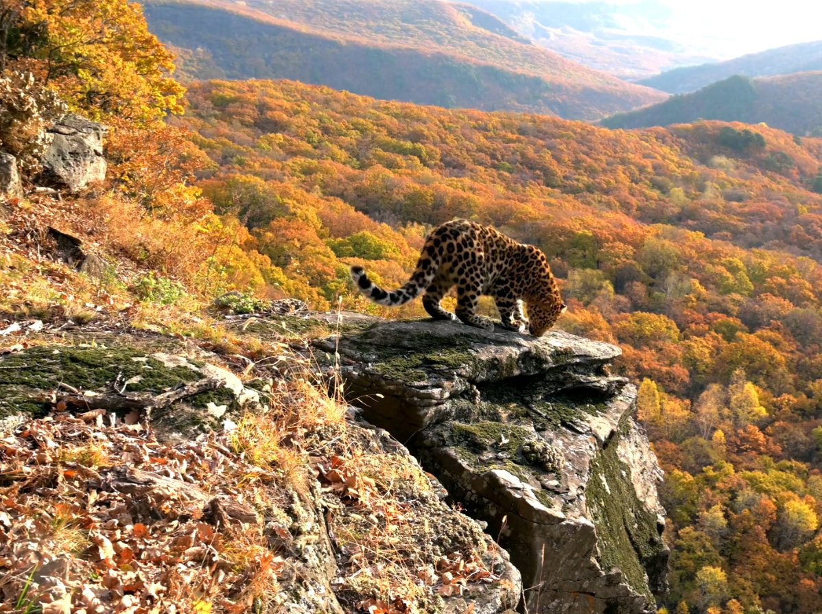 Far Eastern (Amur) Leopard