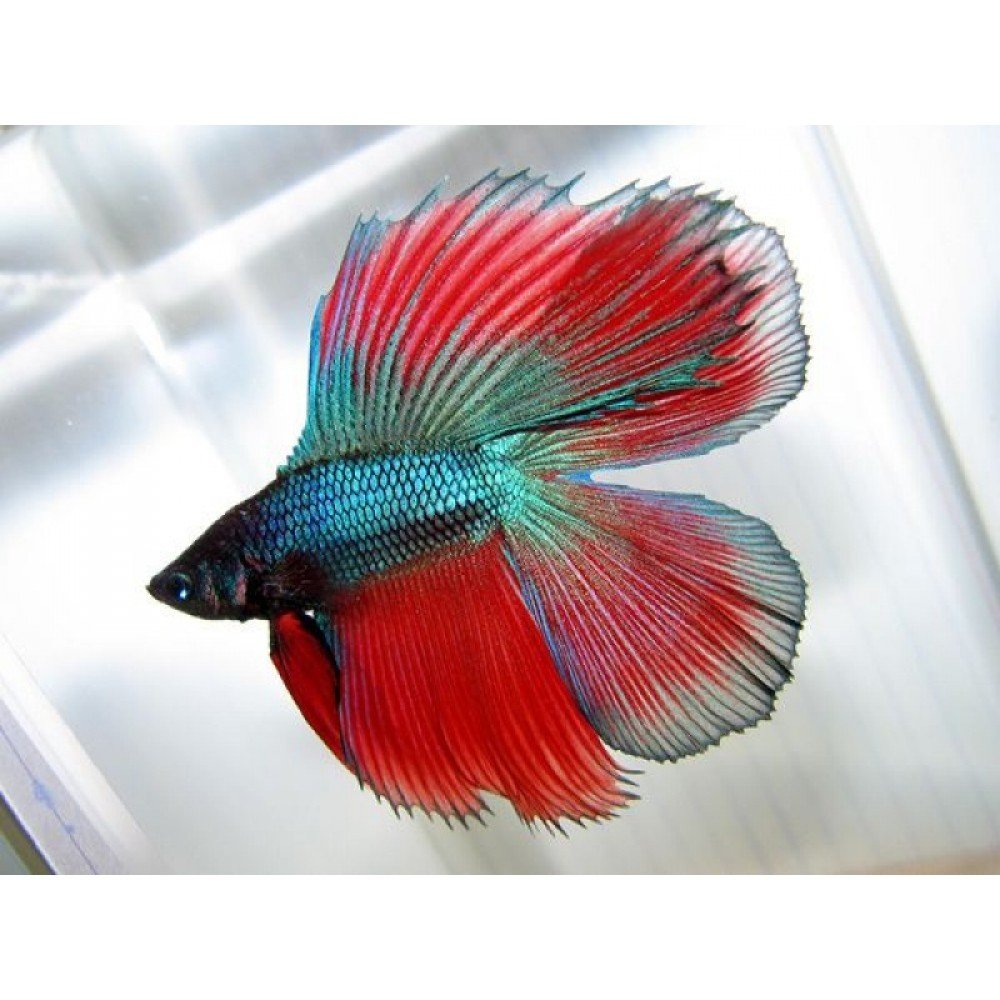 Спленденс аквариумная рыбка