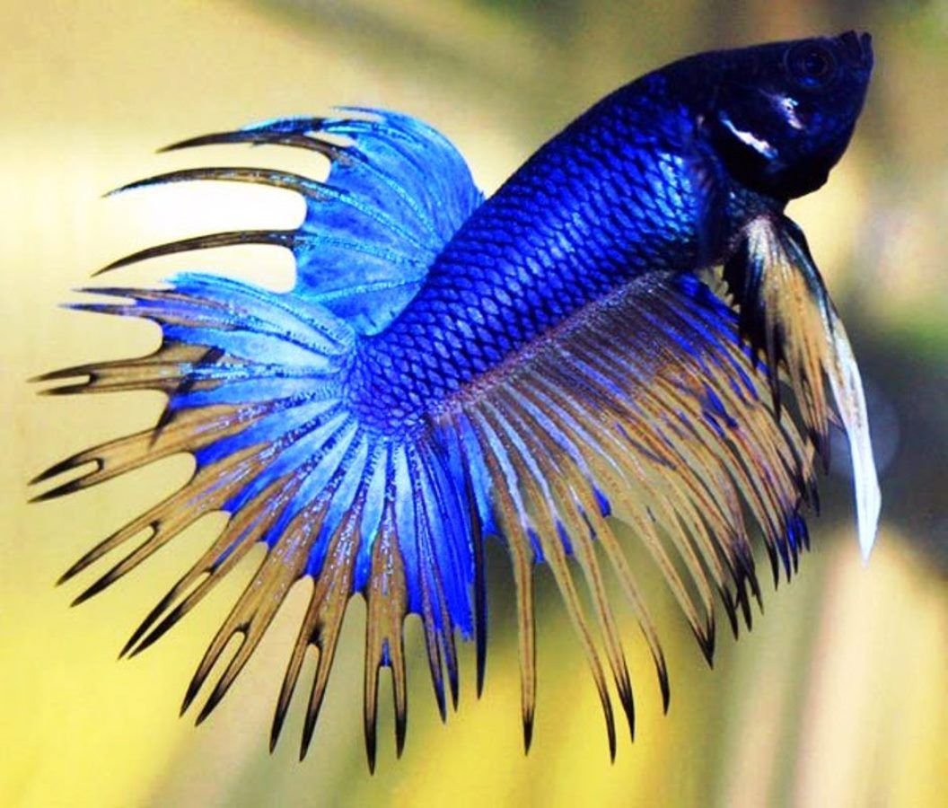 Сиамские бойцовые рыбки Петушки