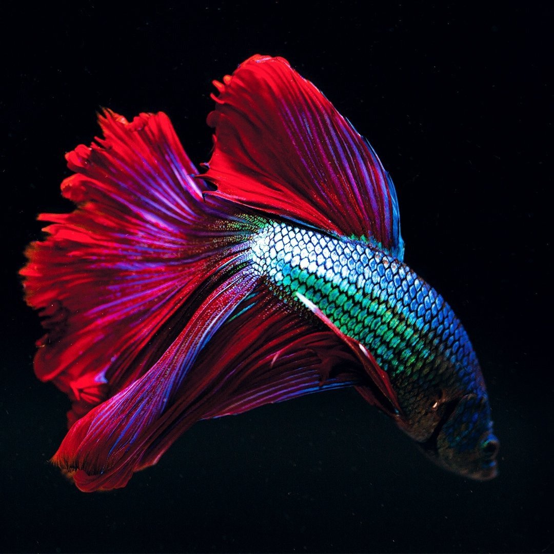 Петушок рыбка разновидности