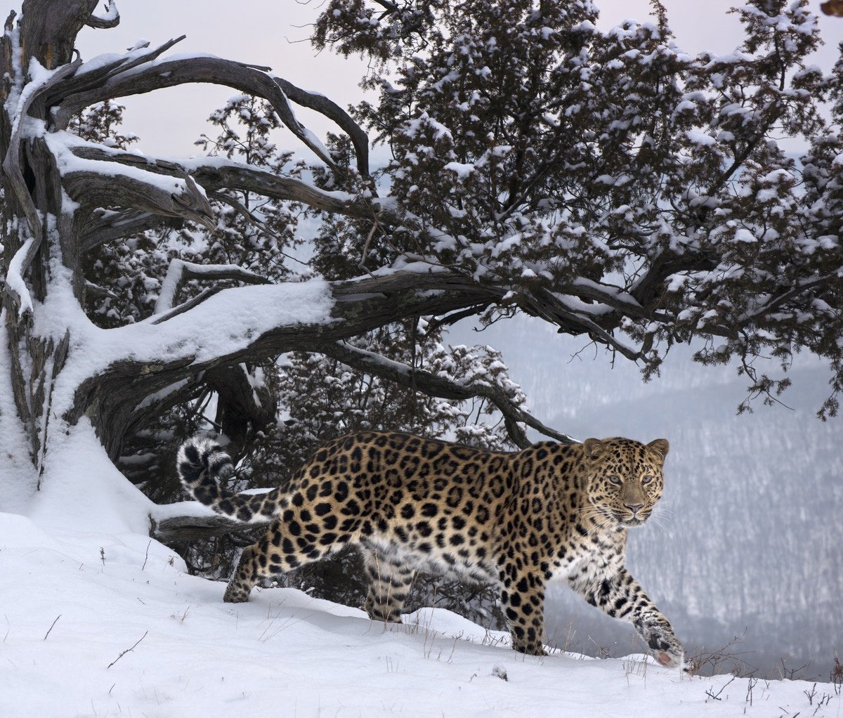 Дальневосточный Амурский леопард