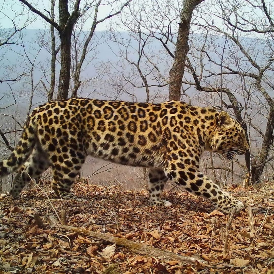 Дальневосточный леопард Лео