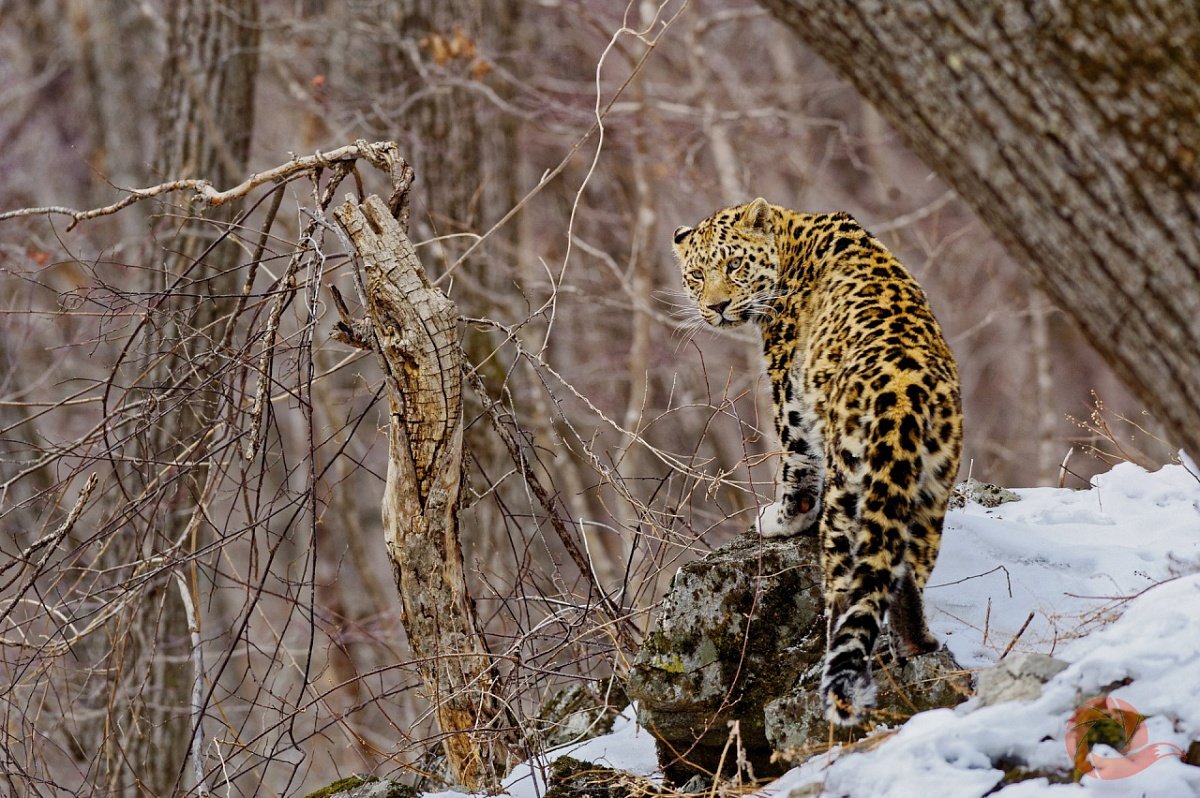Дальневосточный леопард