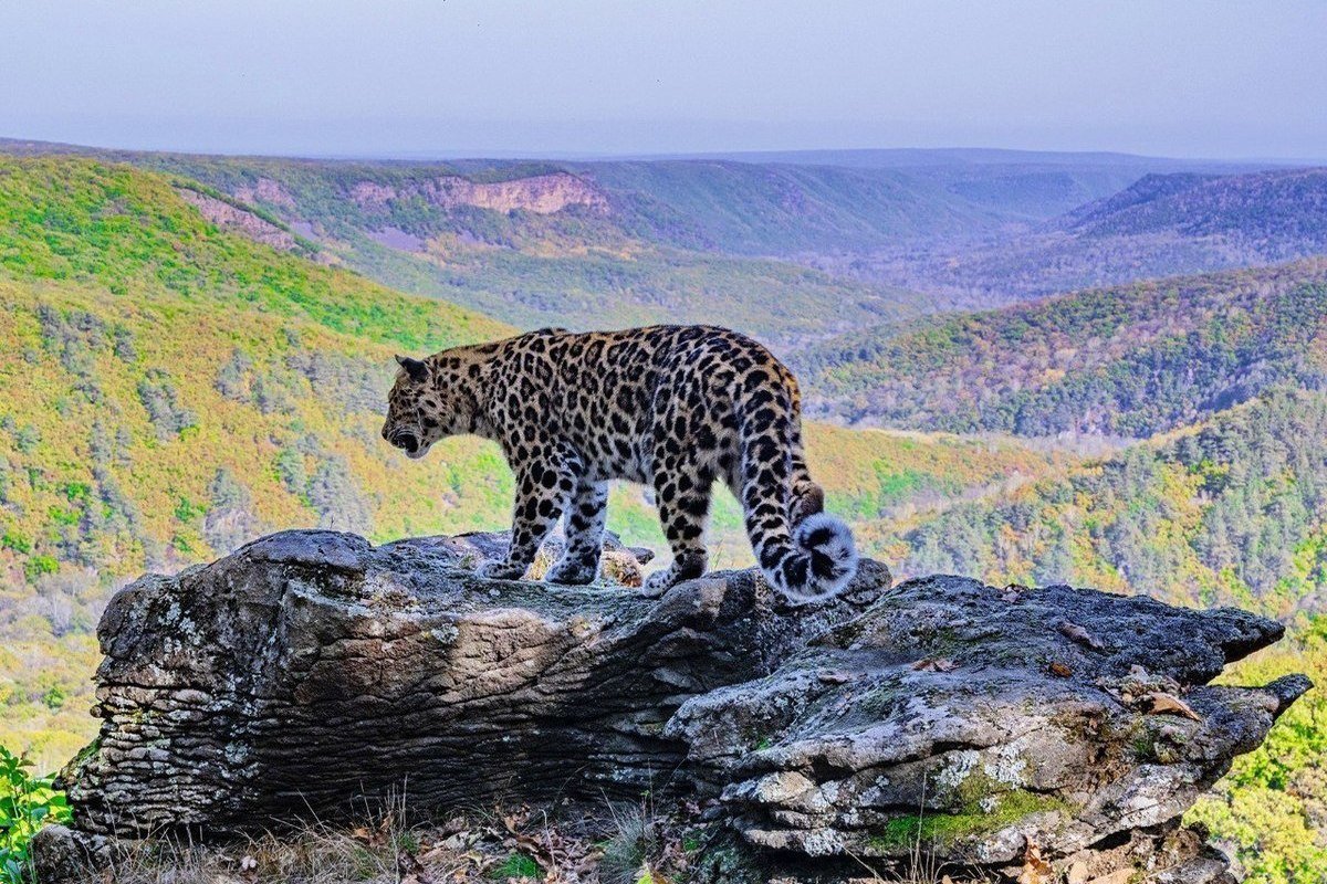 Амурский леопард в земле леопарда