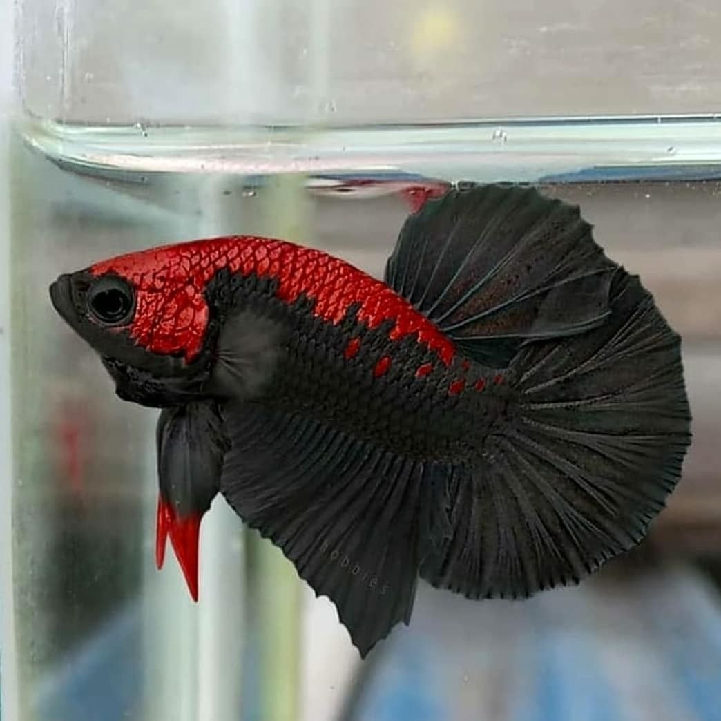 Бойцовая рыбка аквариумные рыбы