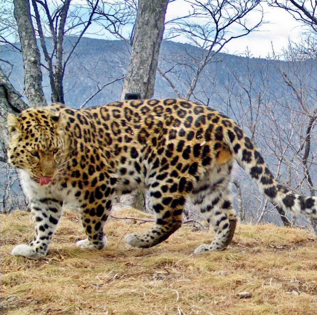 Дальневосточный леопард