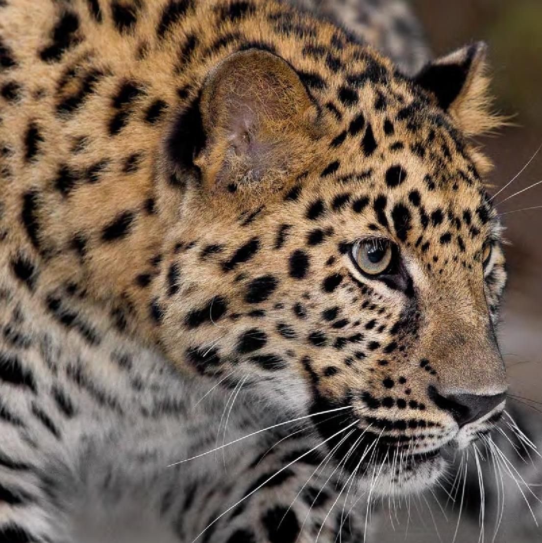 Леопард обои