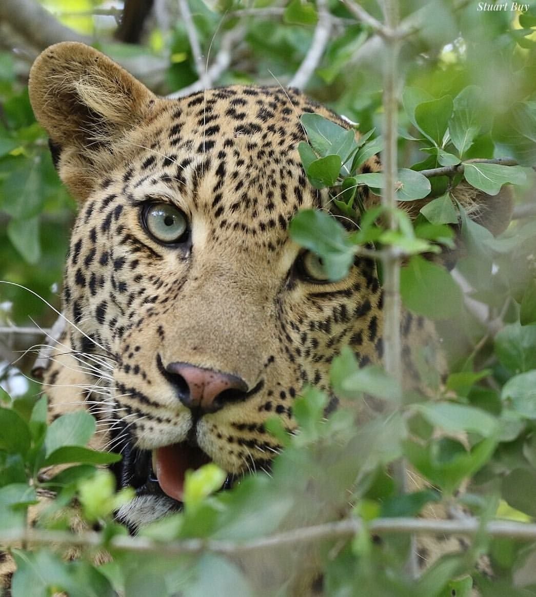 Дальневосточный Леопа