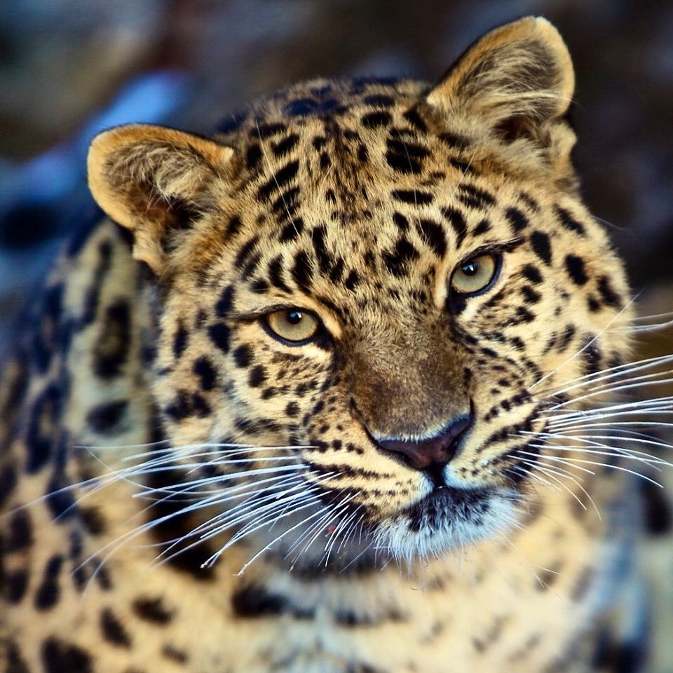 Информация о леопарде