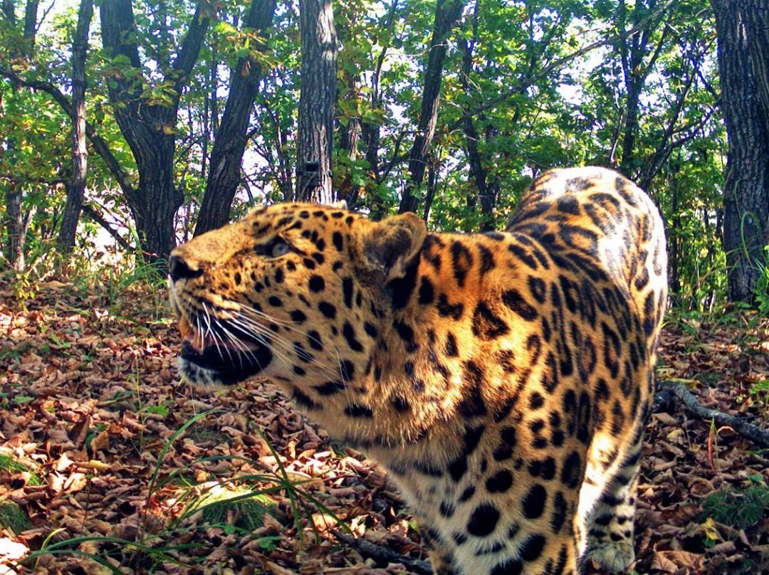 Хасанский район земля леопарда