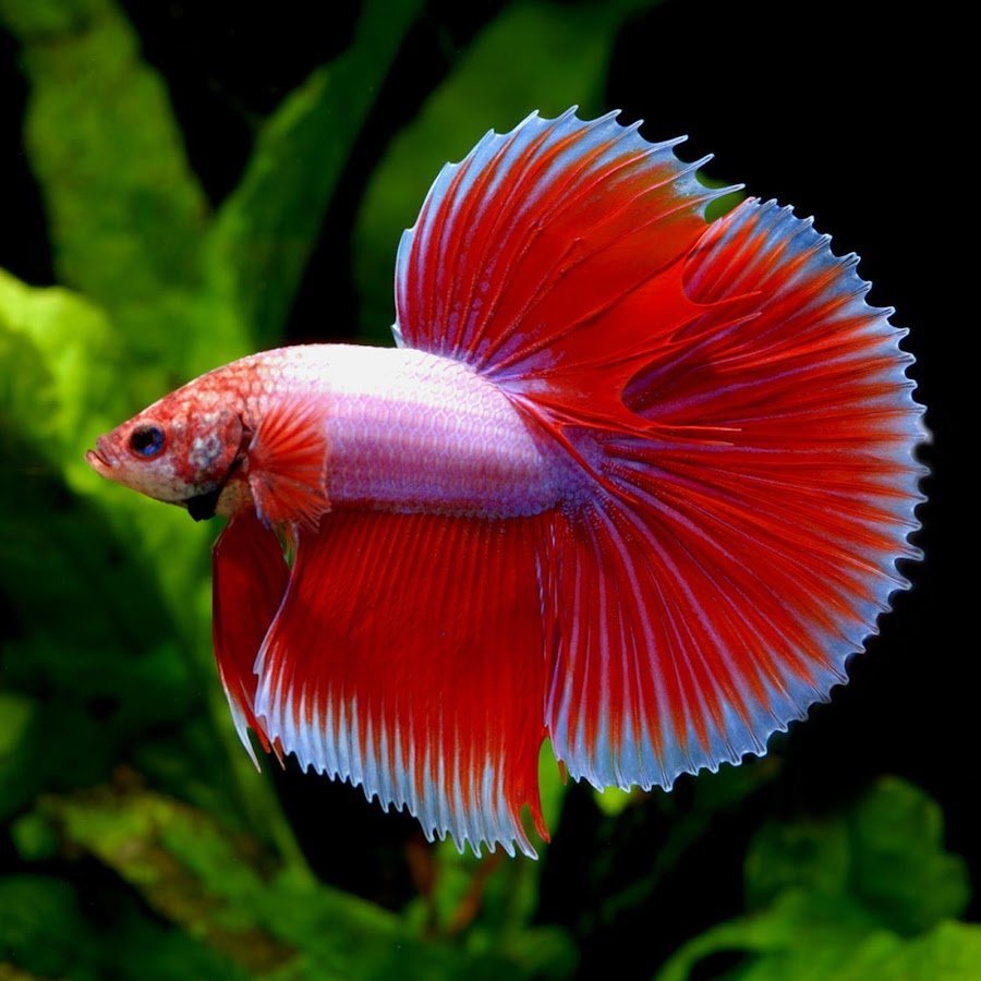 Рыбка петушок Бетта