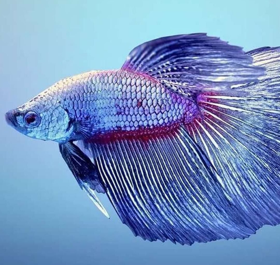 Самая красивая рыба на свете