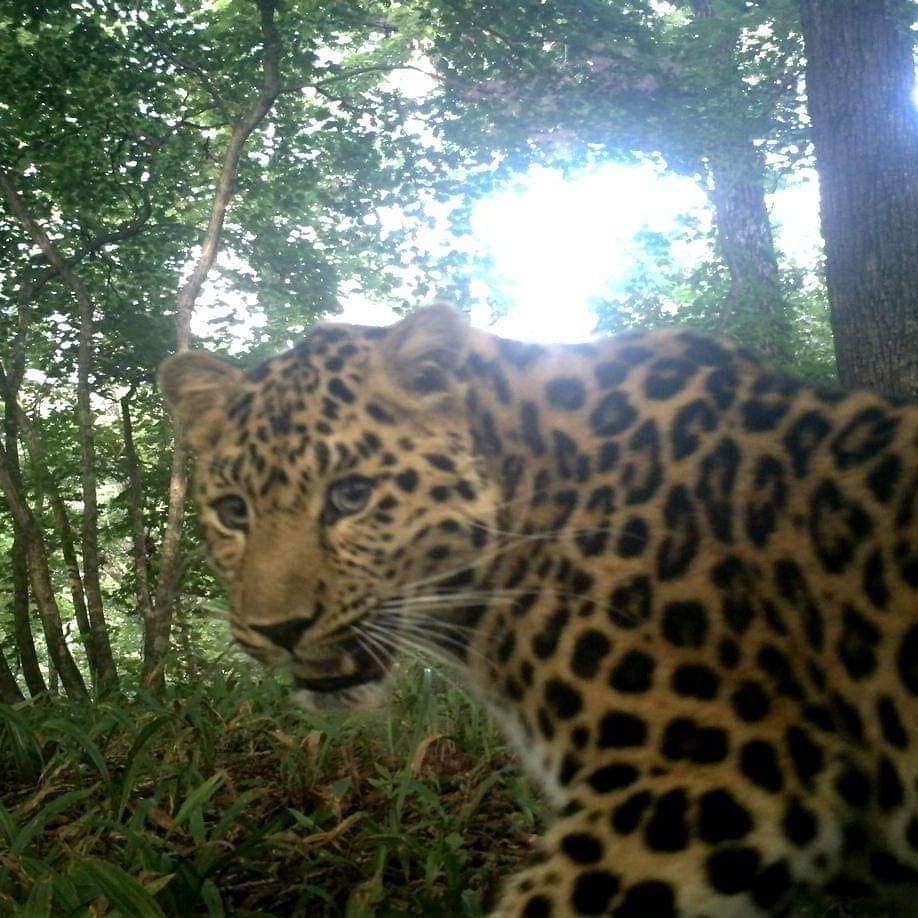 Дальневосточный леопард Кедровка