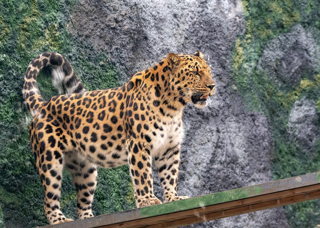 Самка леопарда с котятами