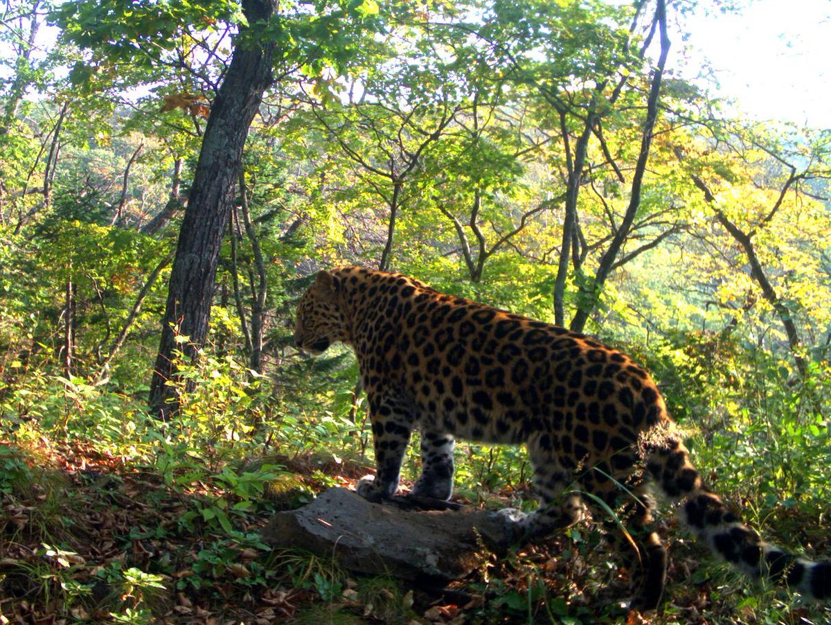 Дальневосточный (Амурский) леопард (Panthera pardus orientalis)