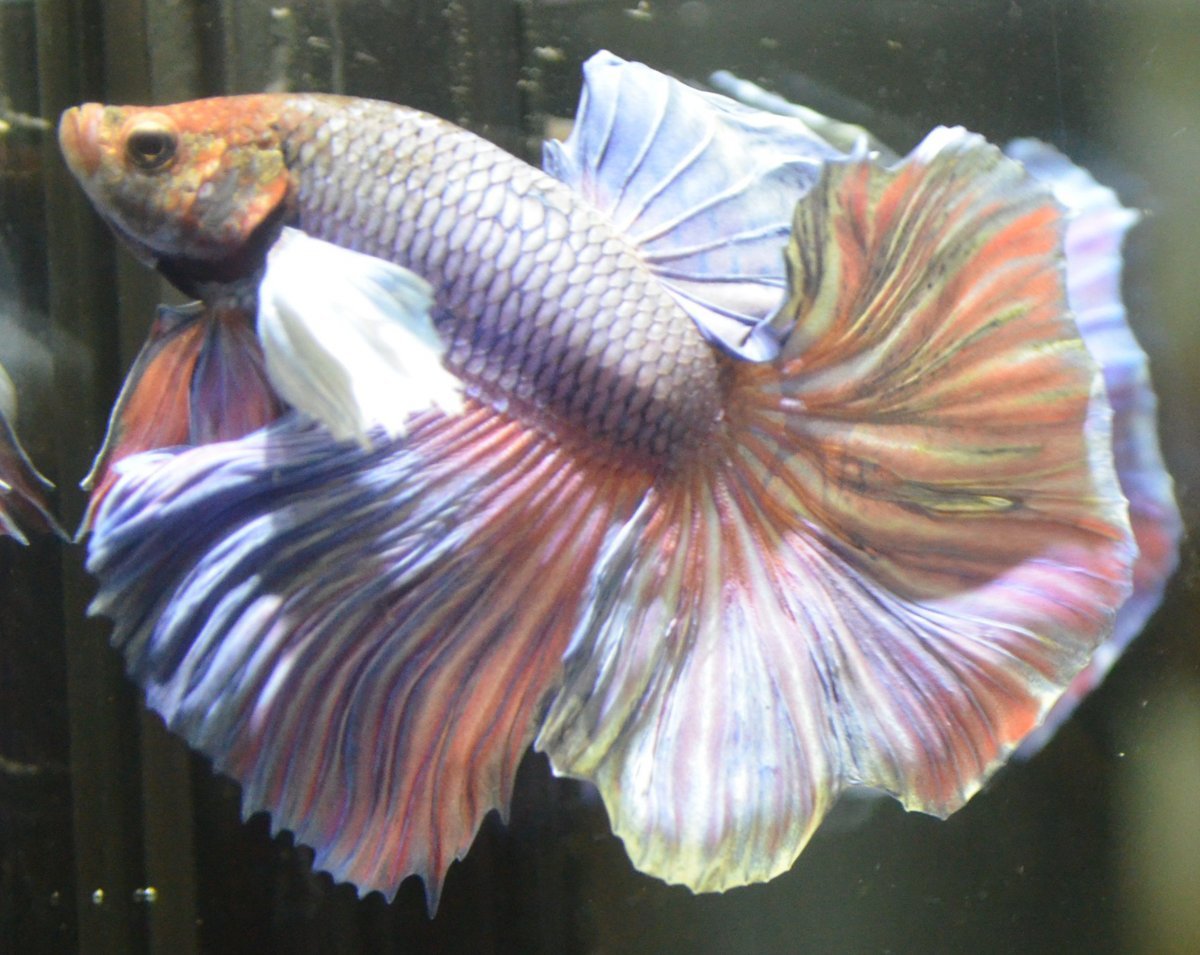 Петушок сиамский "халф Мун"