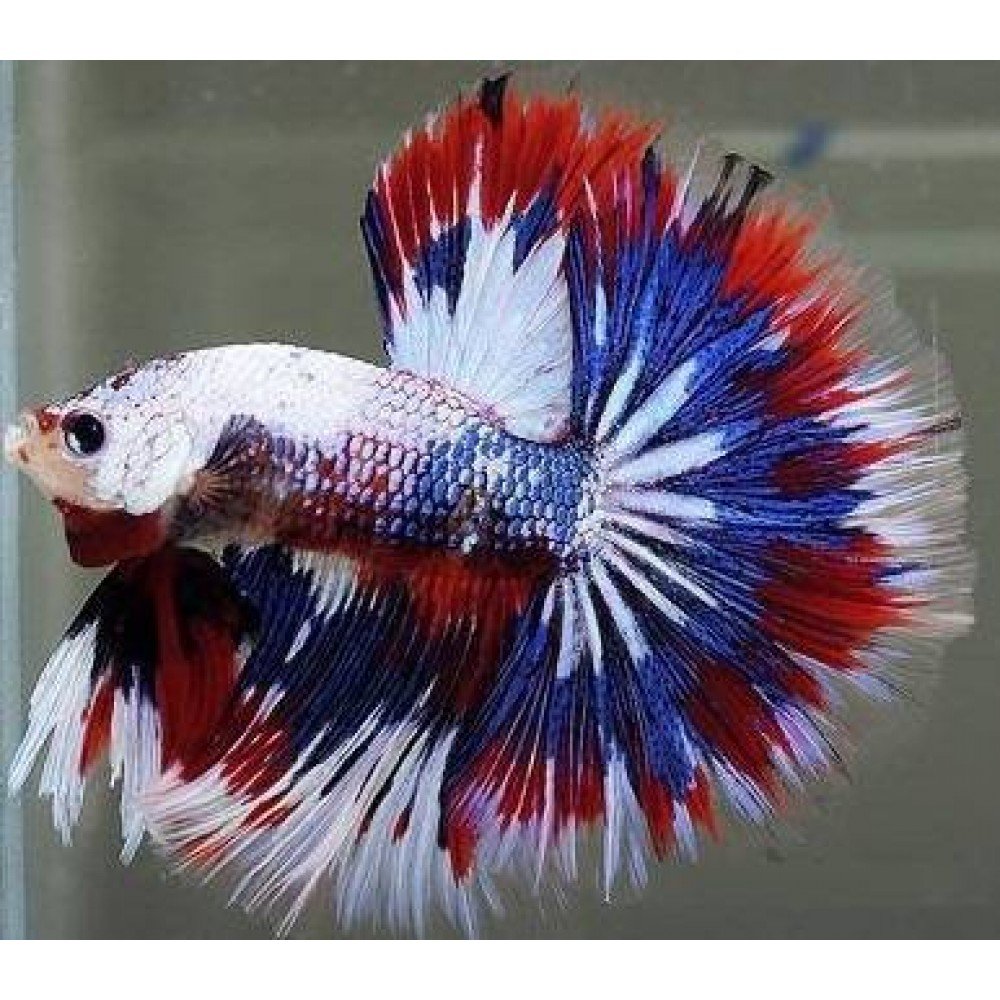 Петушок Бетта Спленденс