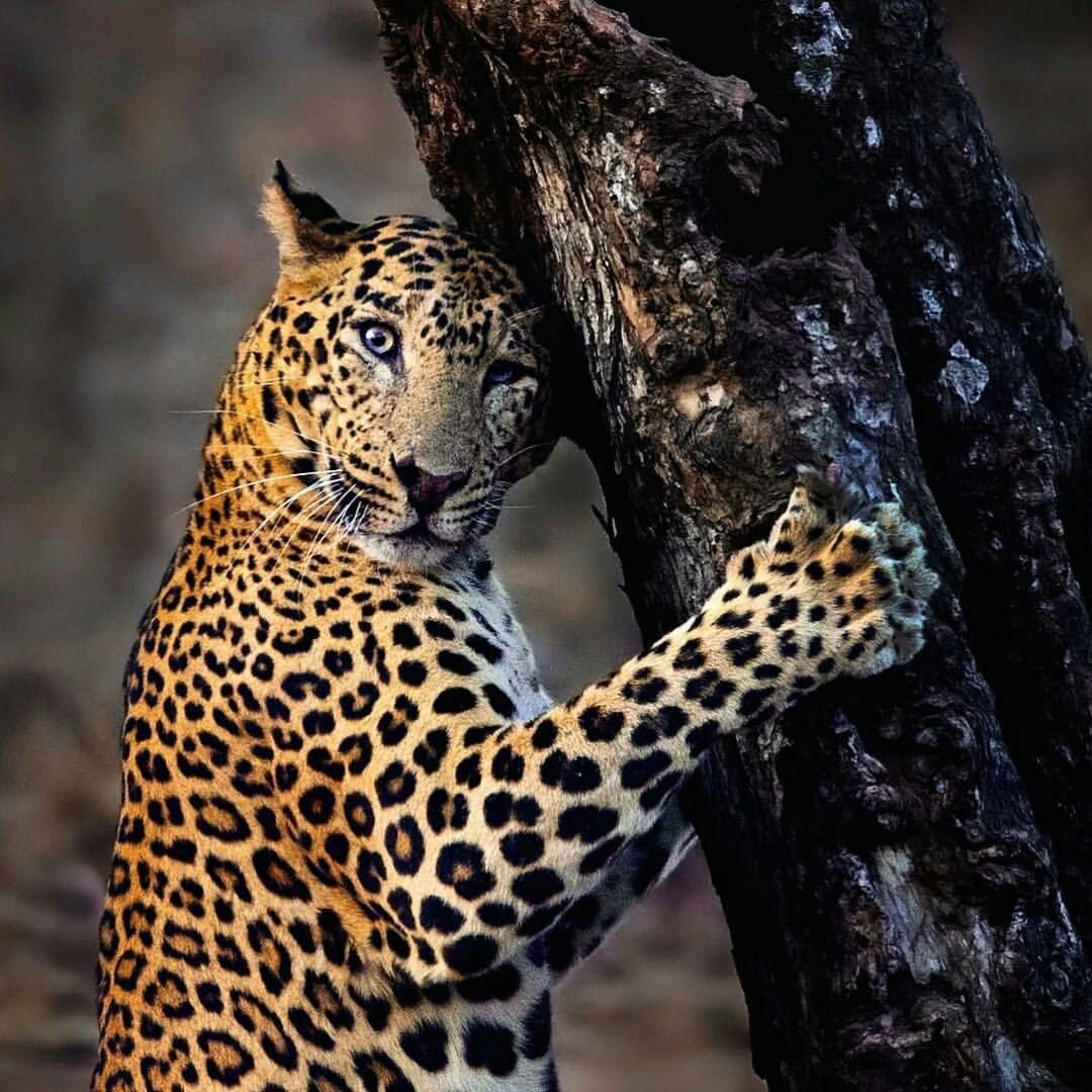 Дальневосточный леопард популяция