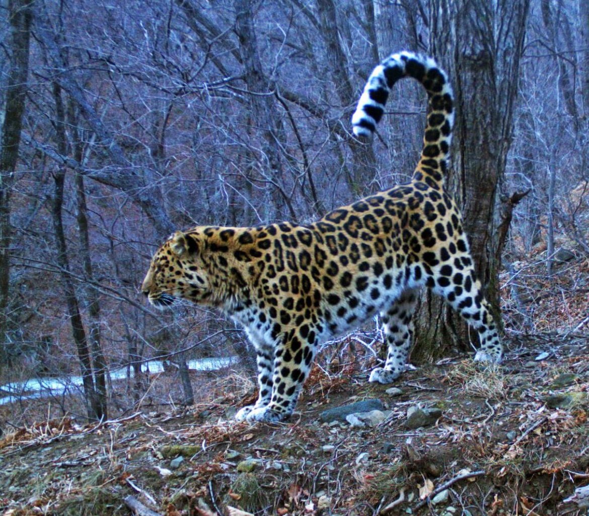 Угроза исчезновения леопарда