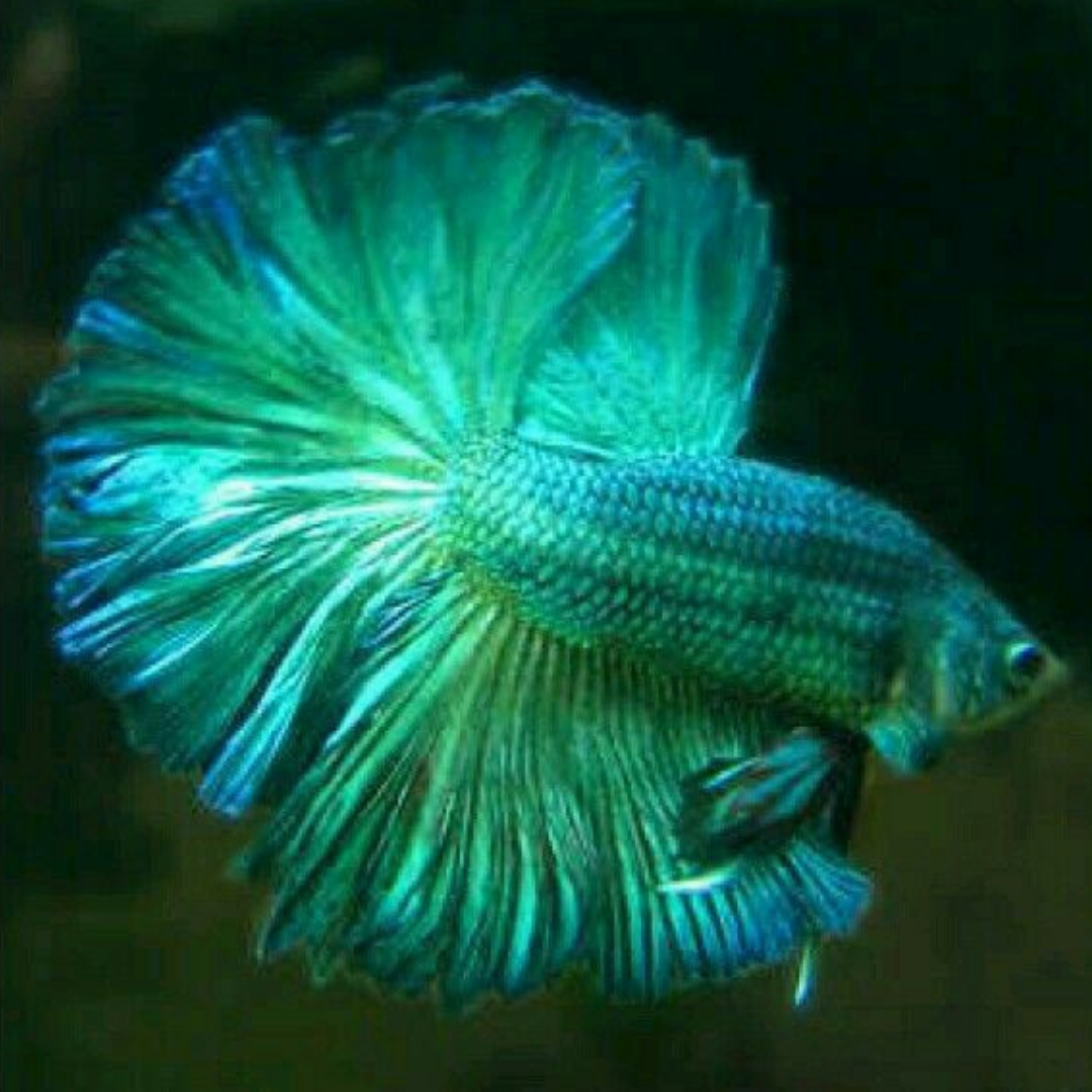 Петушок Халфмун голубая волна