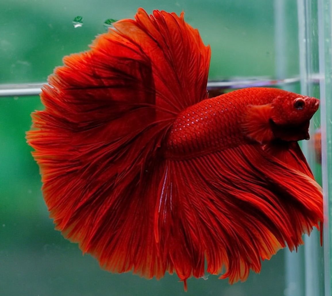 Петушок халф Мун красный