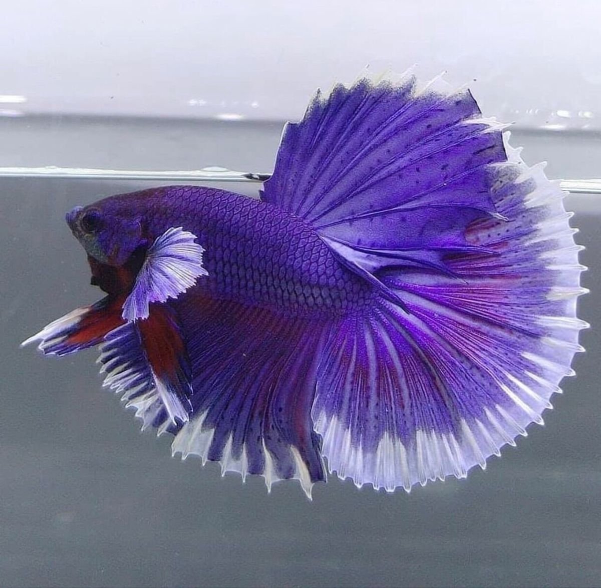 Betta Lema фото