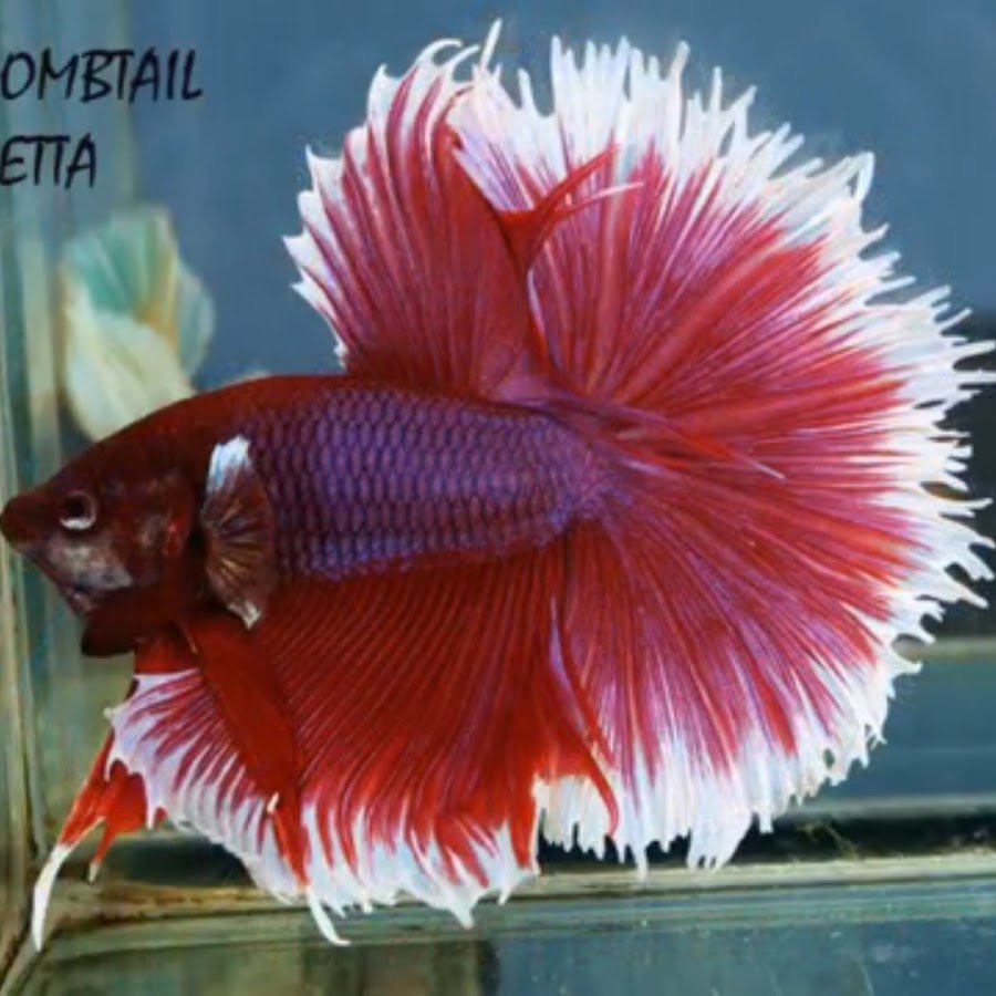 Сиамские бойцовые рыбки