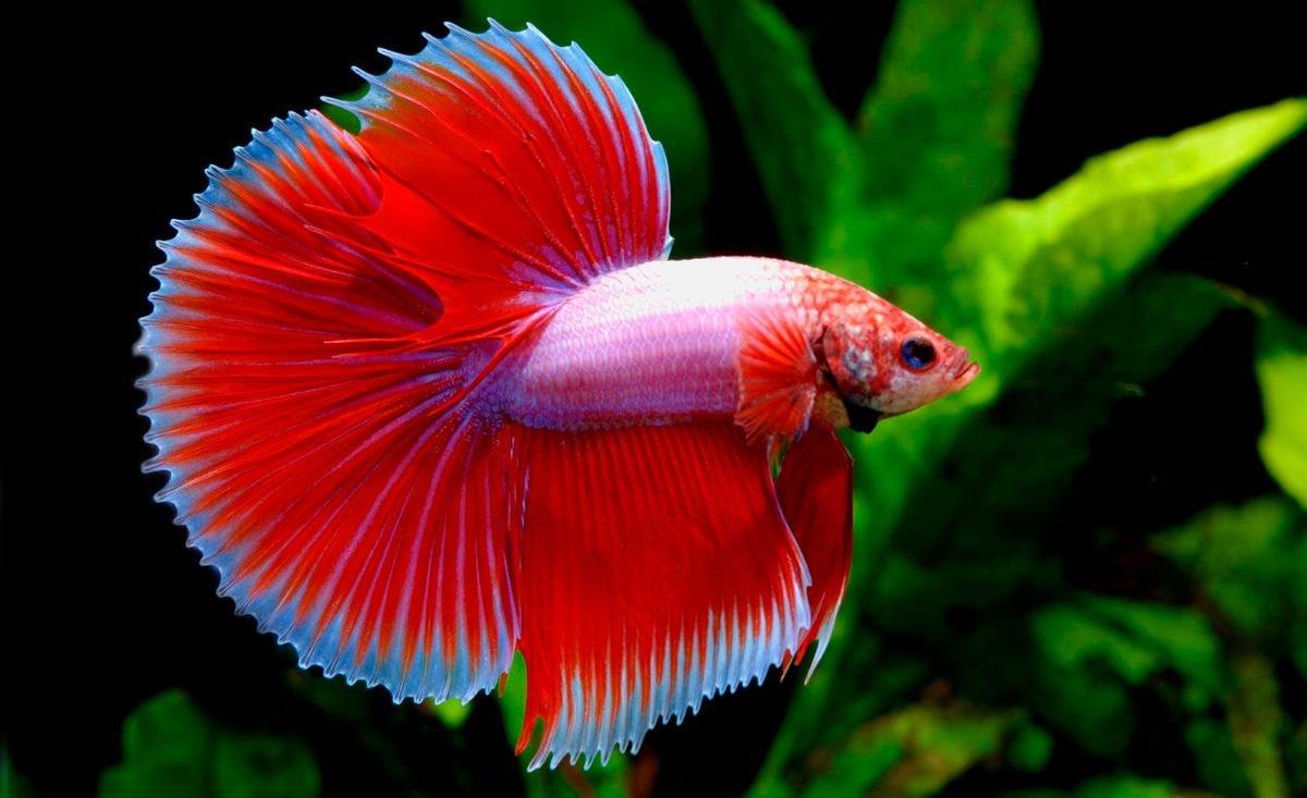 Рыбка петушок Бетта золотой