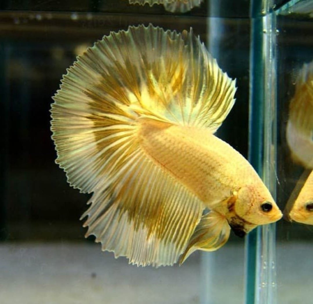 Халфмун золотой дракон