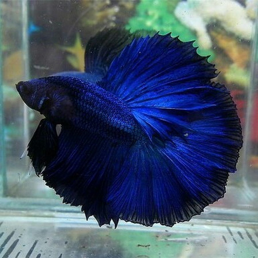 Рыбка петушок супер Дельта