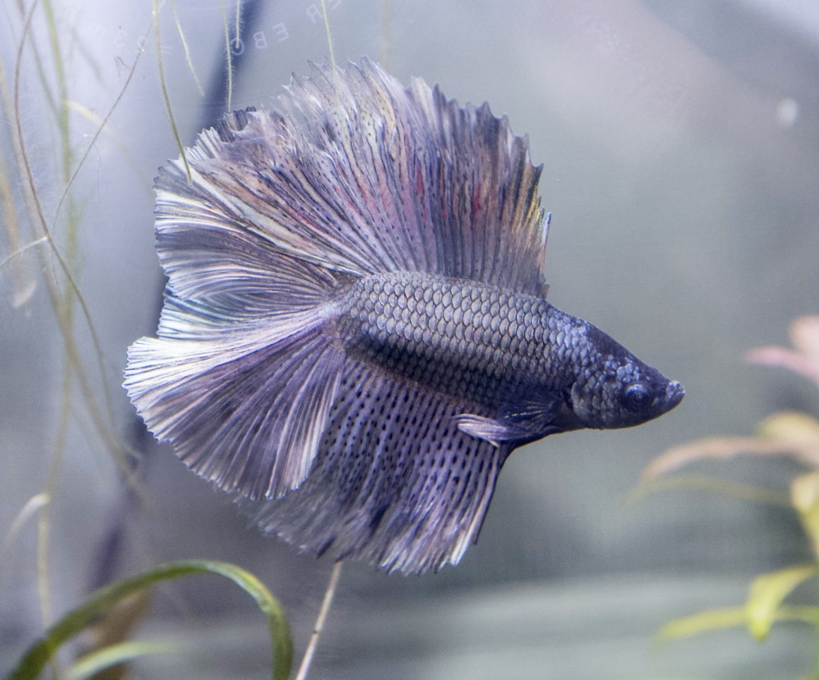 Селекция Betta splendens