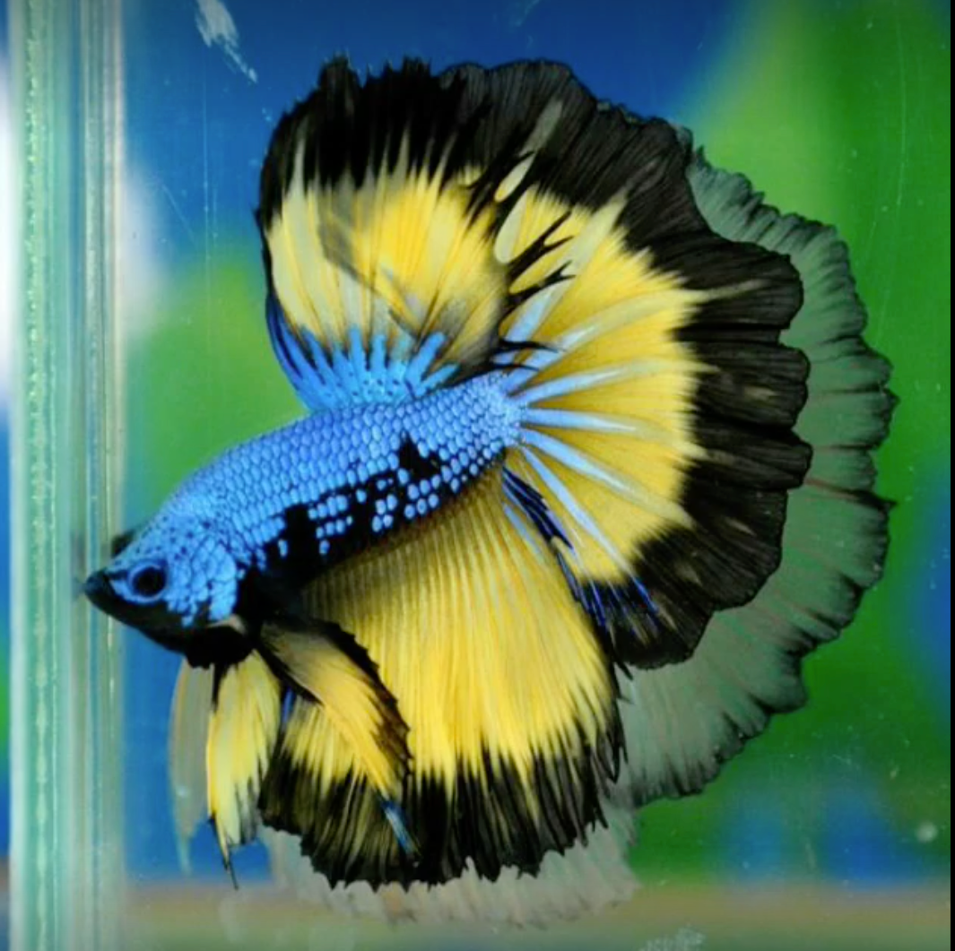 Рыбки Петушки халф Мун