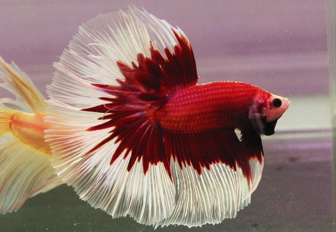 Халф Мун кои