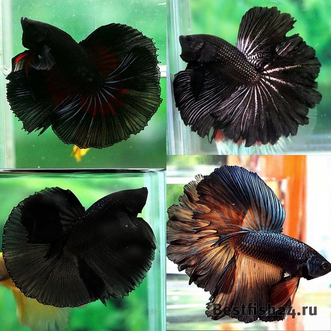 Рыбки Петушки халф Мун