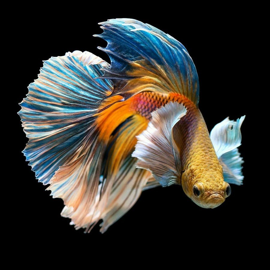 Петушки бойцовые рыбки Бетта