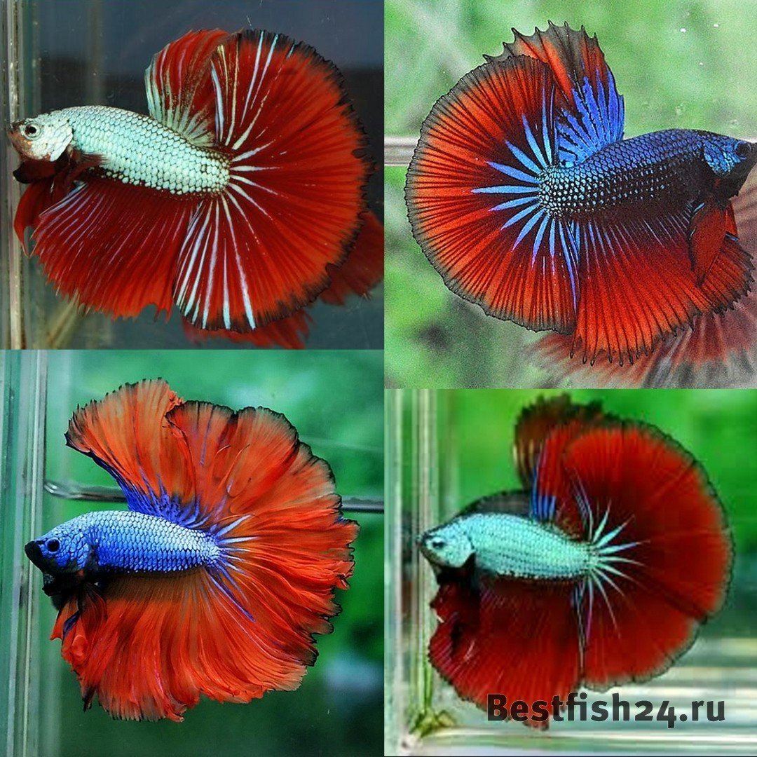 Петушок халф Мун самка